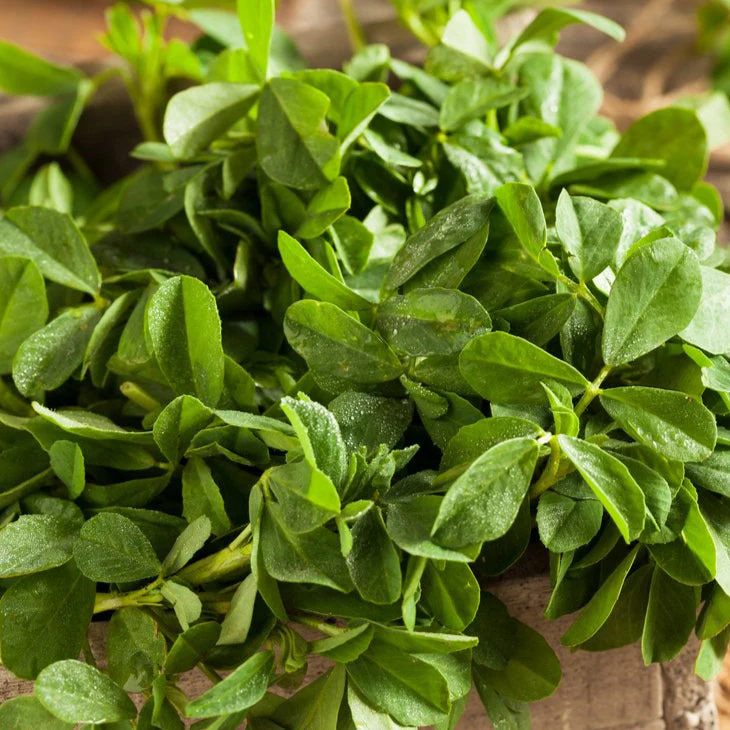Fenugreek