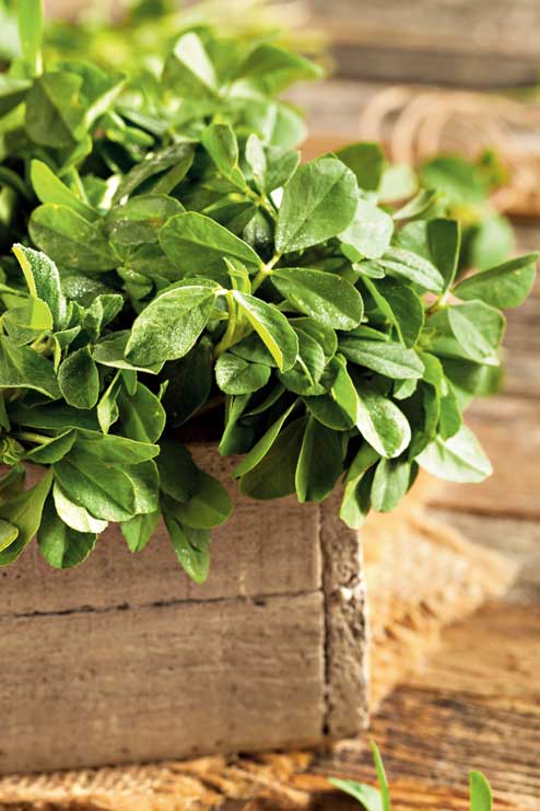 Fenugreek - Image 2