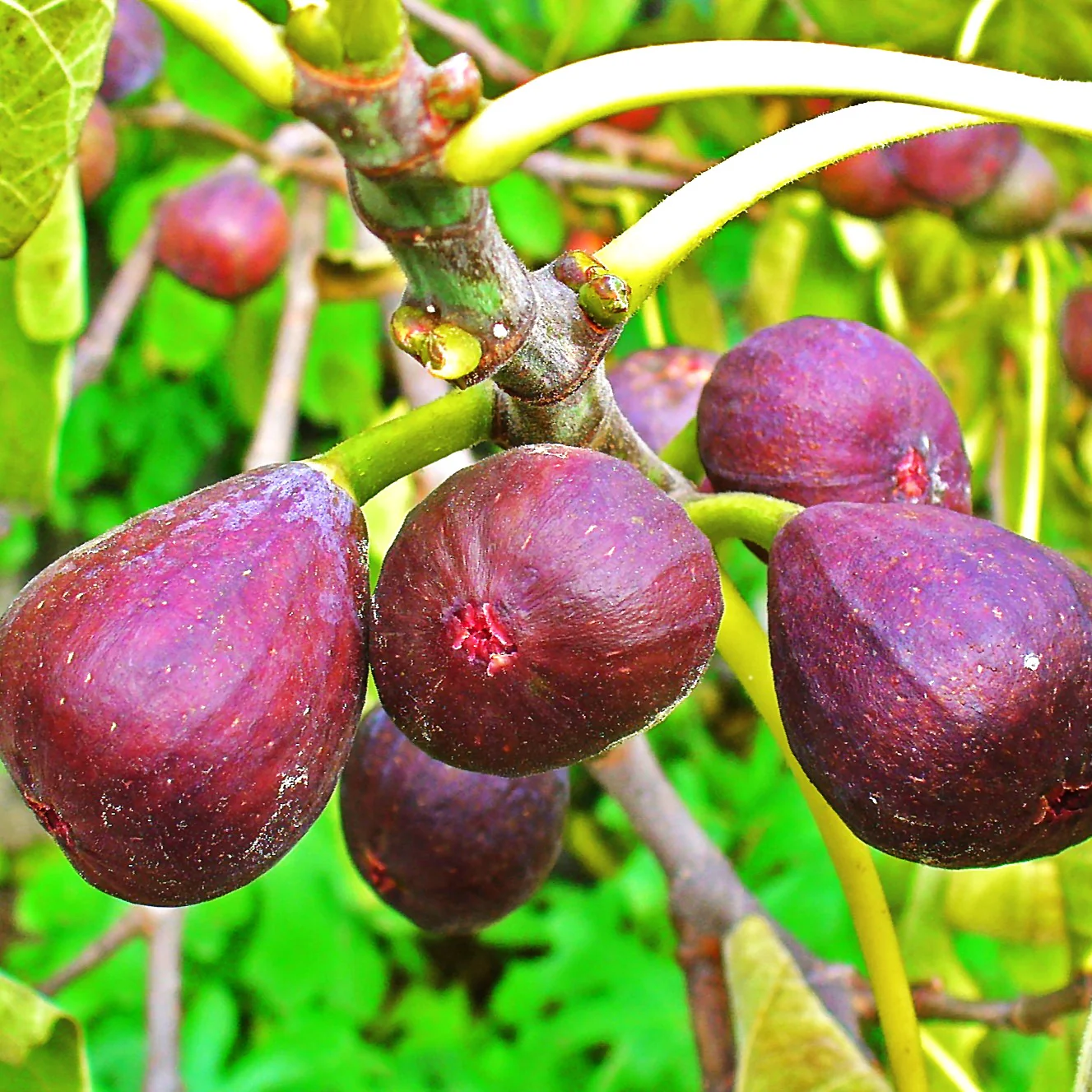 Fig Tree