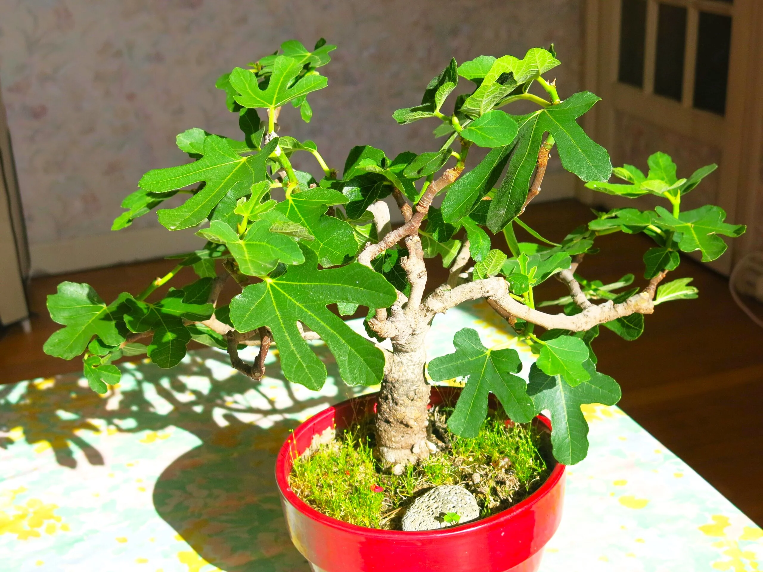 Fig Tree - Image 10