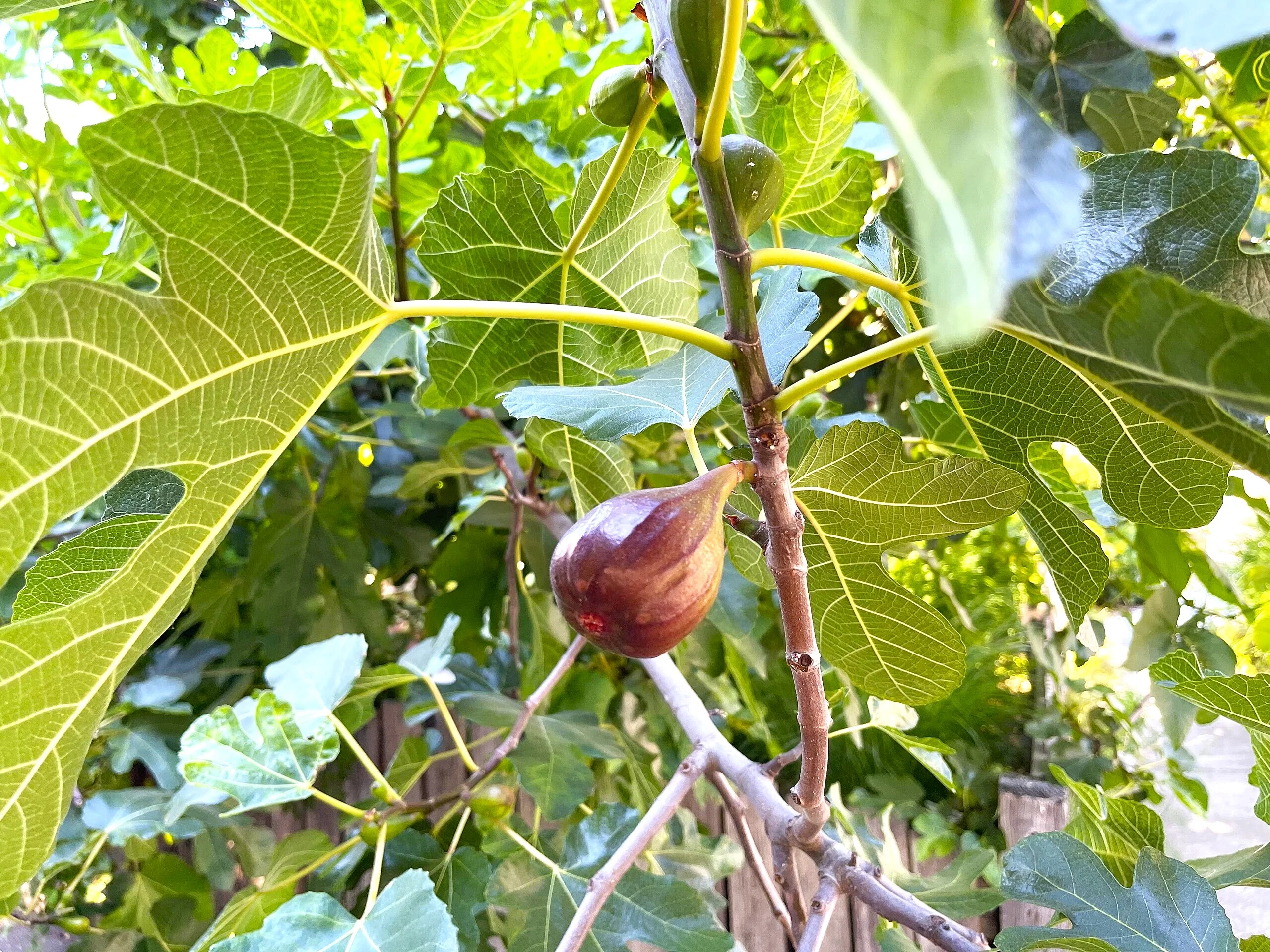 Fig Tree - Image 3