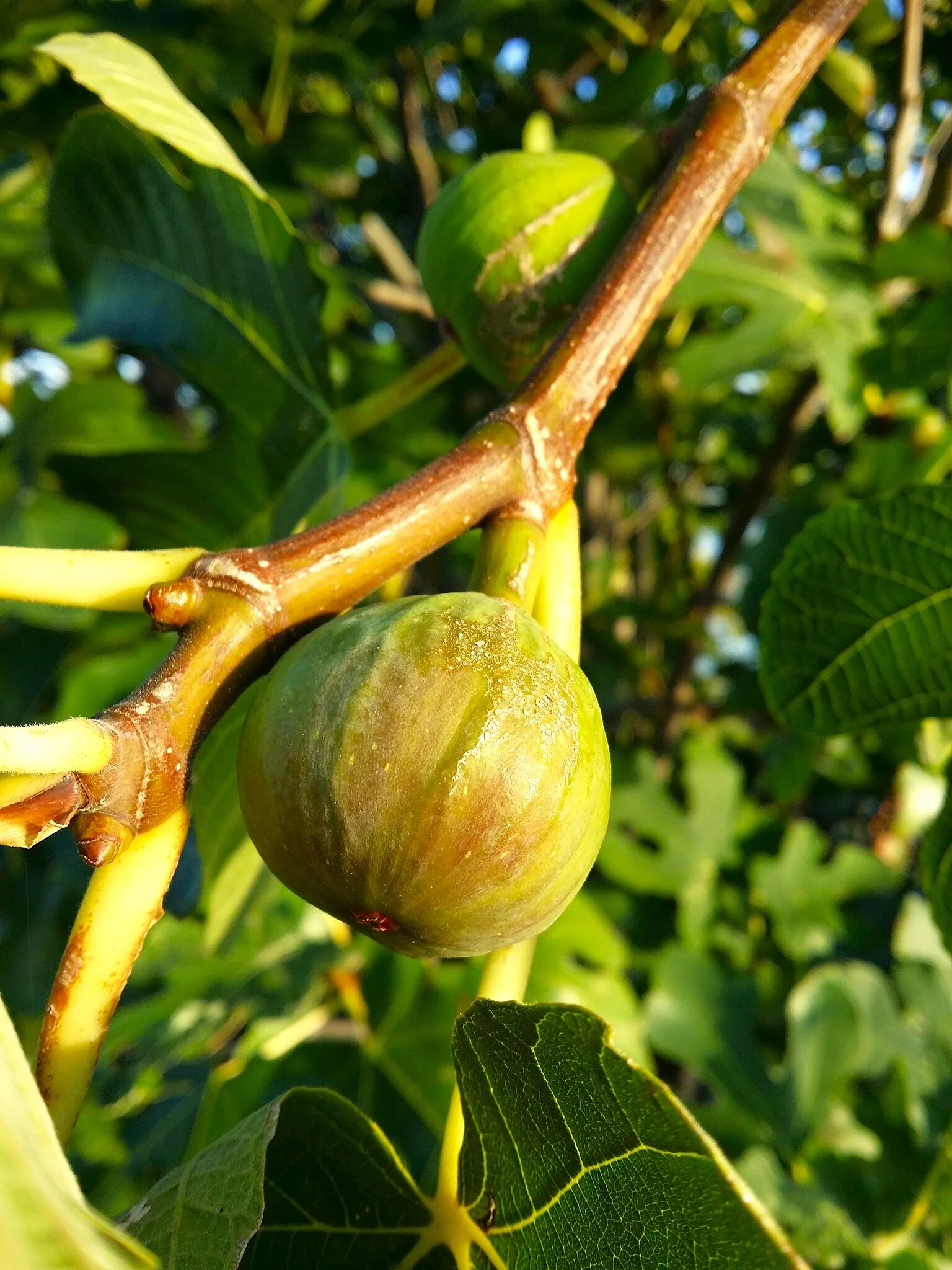 Fig Tree - Image 4