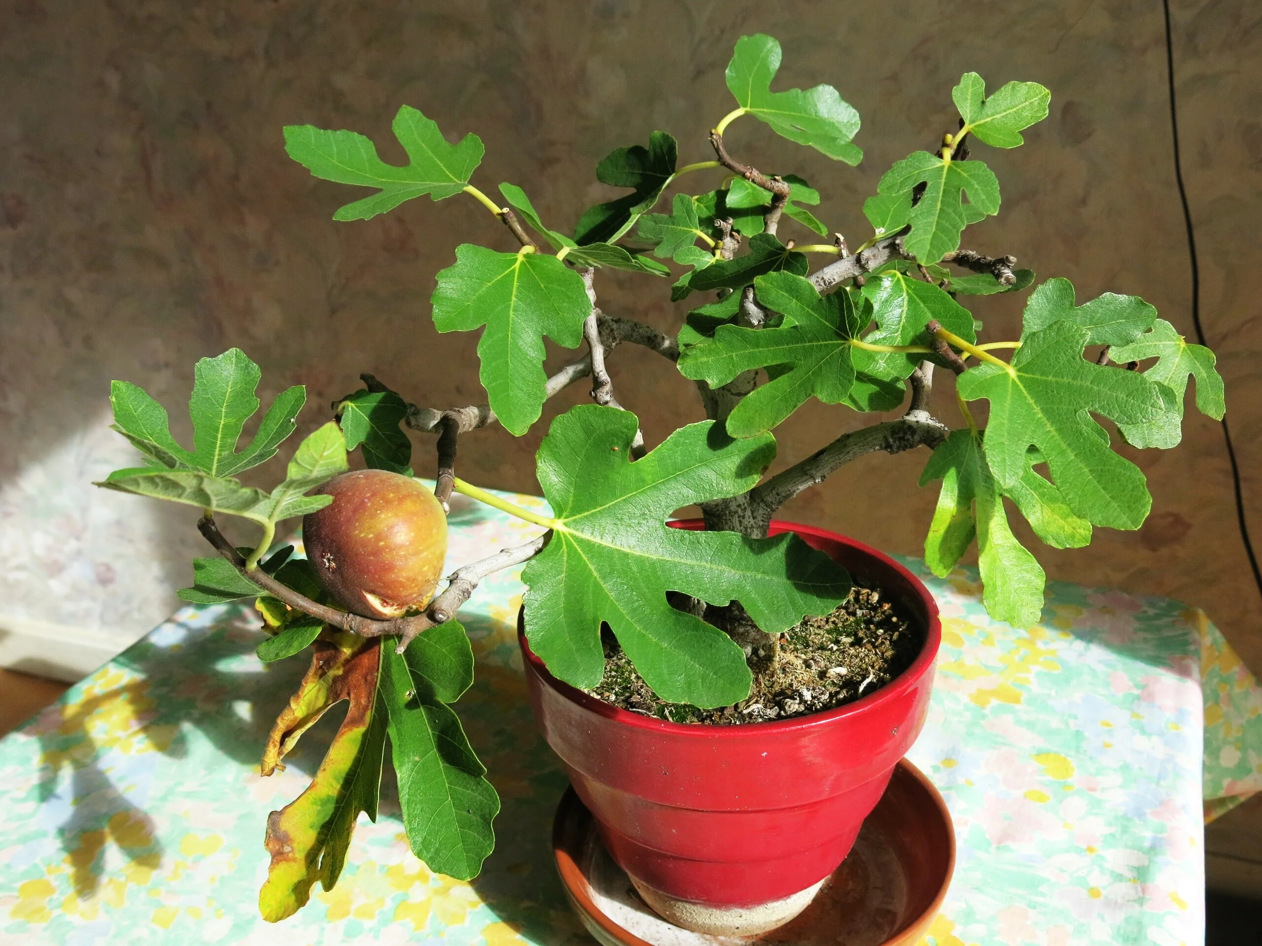 Fig Tree - Image 9