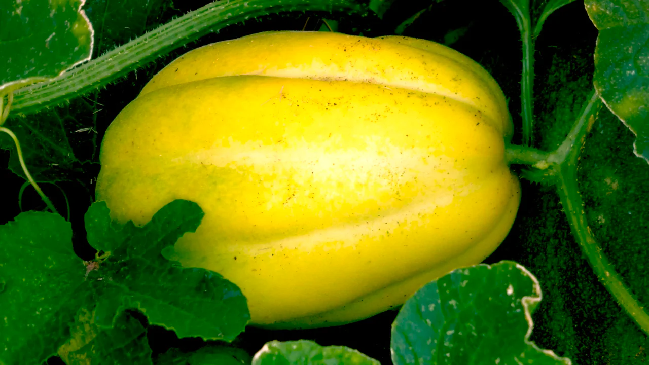 Golden Giant Korean Melon - Image 2