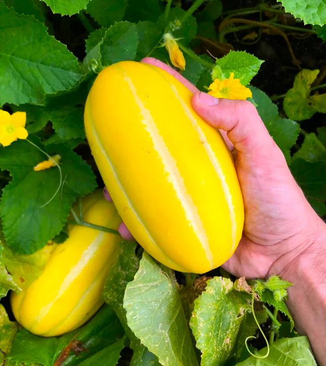 Golden Giant Korean Melon - Image 3
