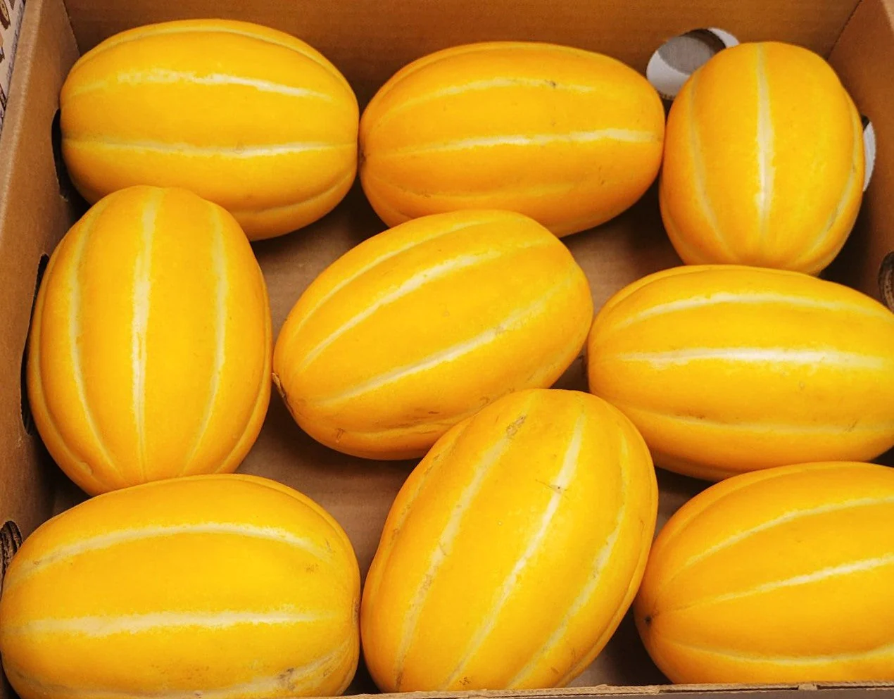 Golden Giant Korean Melon - Image 5