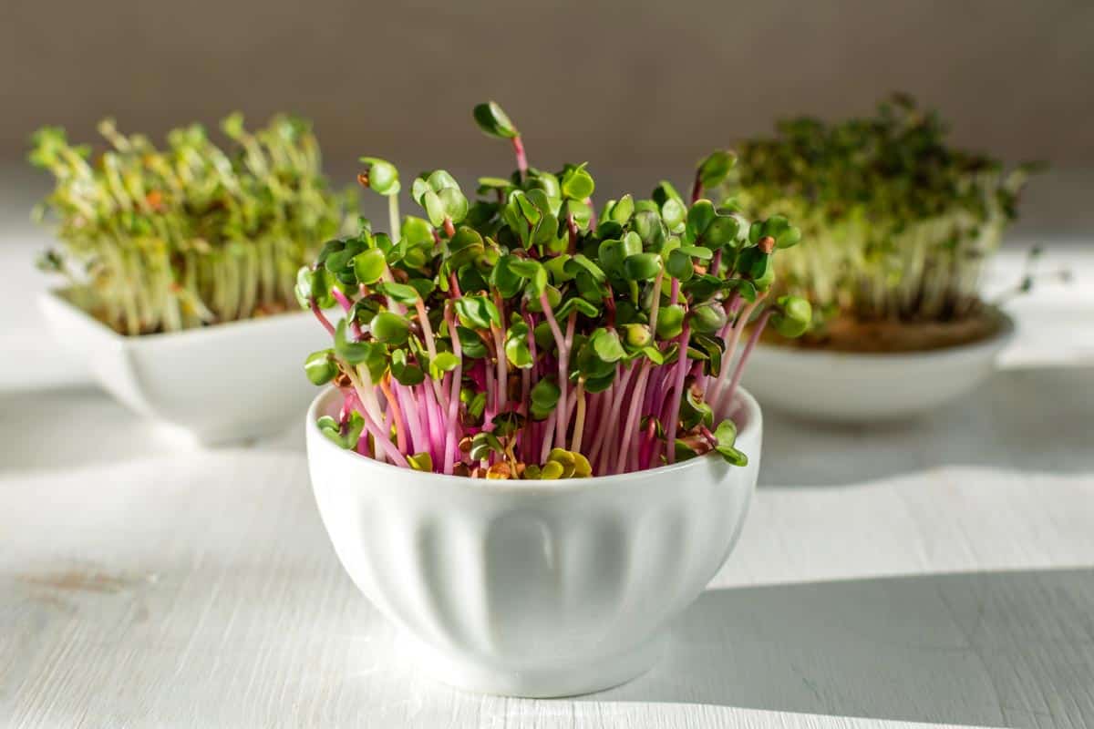 Fire Candle Radish - Image 12