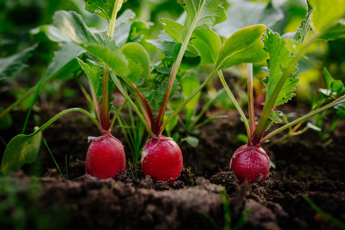 Fire Candle Radish - Image 2