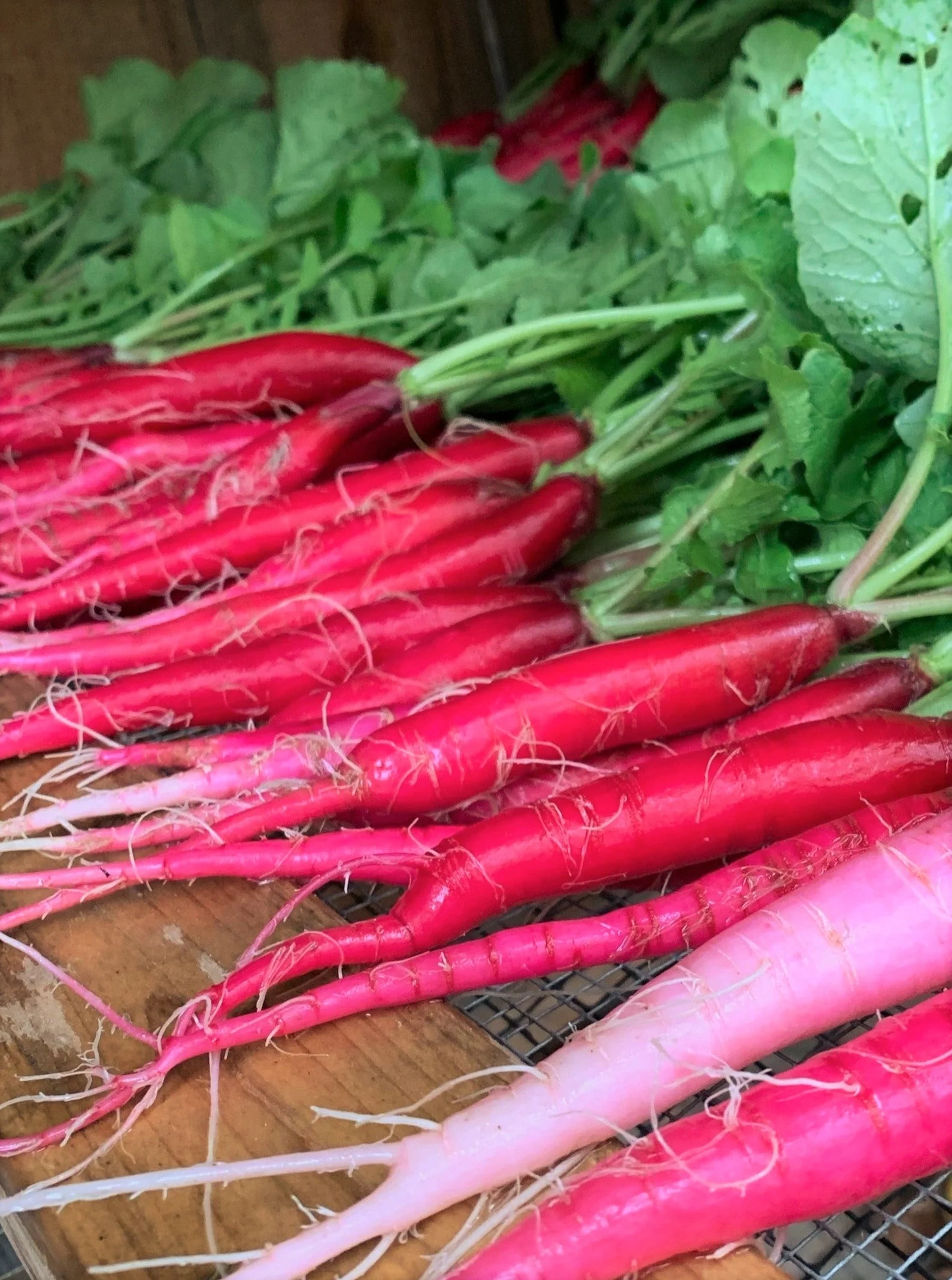 Fire Candle Radish - Image 3