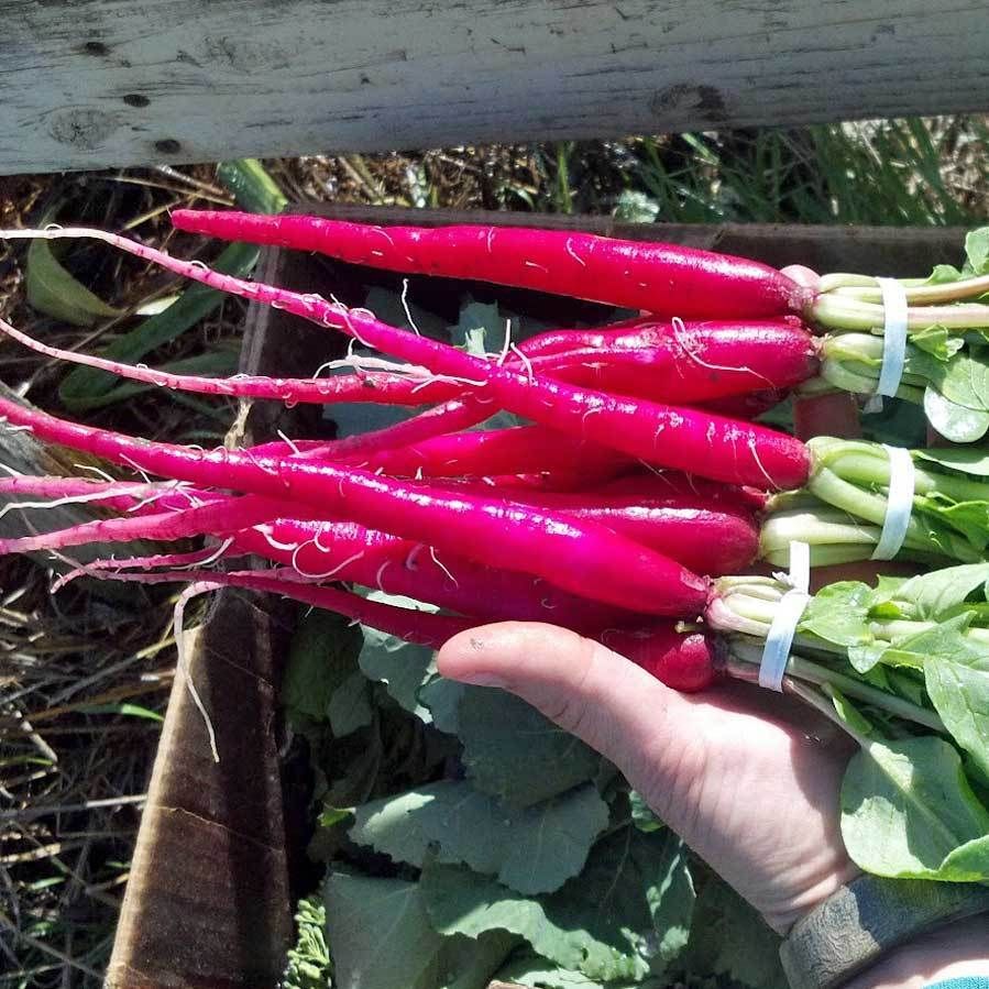 Fire Candle Radish - Image 4