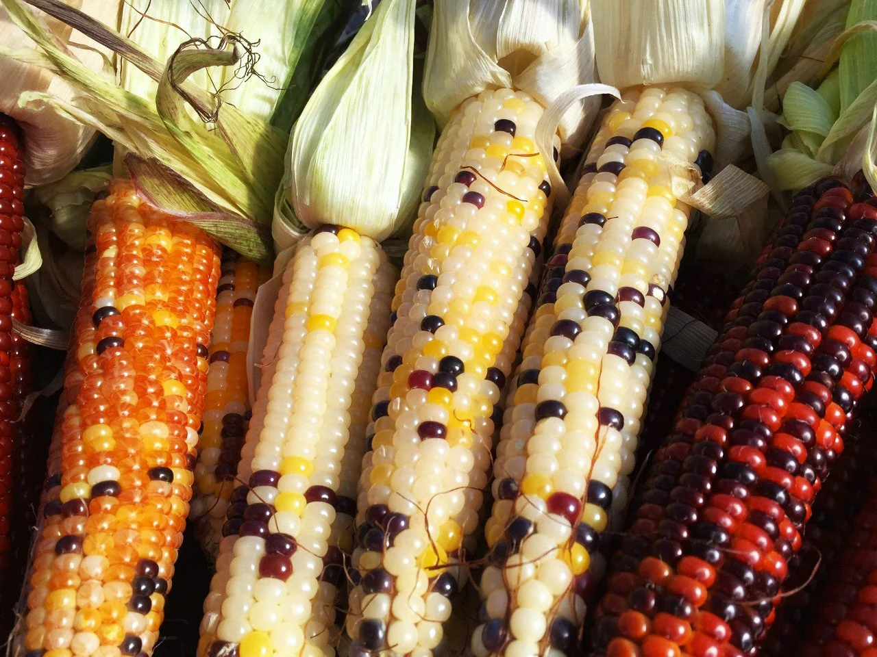 Firecracker Popcorn (Ornamental Corn) - Image 2
