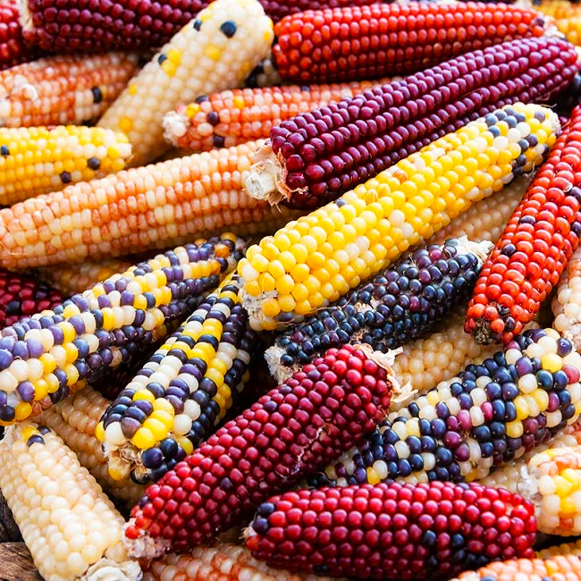 Firecracker Popcorn (Ornamental Corn) - Image 3