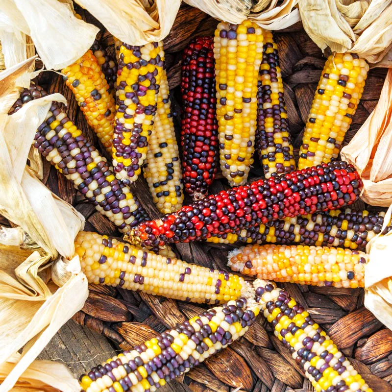 Firecracker Popcorn (Ornamental Corn) - Image 4