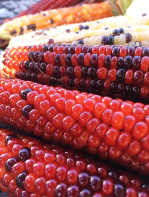 Firecracker Popcorn (Ornamental Corn) - Image 5