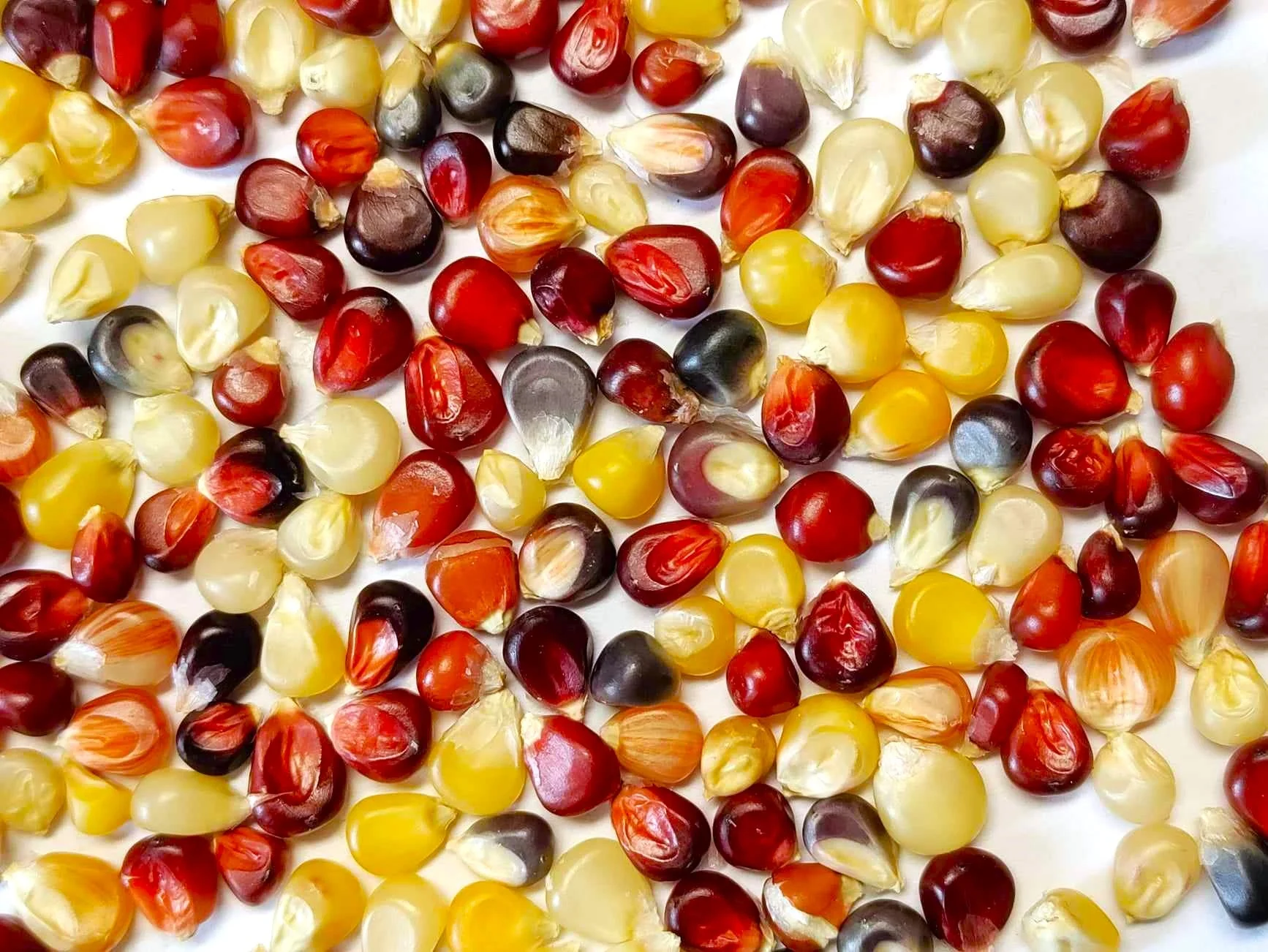 Firecracker Popcorn (Ornamental Corn) - Image 6