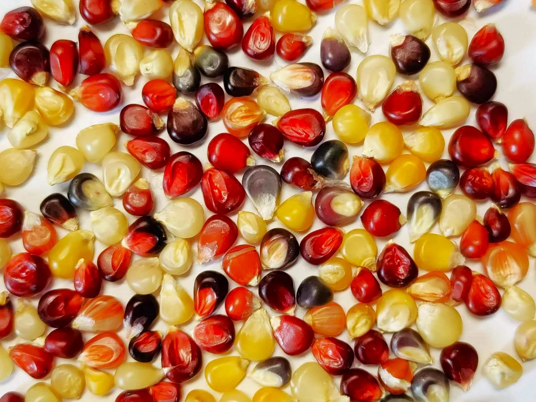Firecracker Popcorn (Ornamental Corn) - Image 7