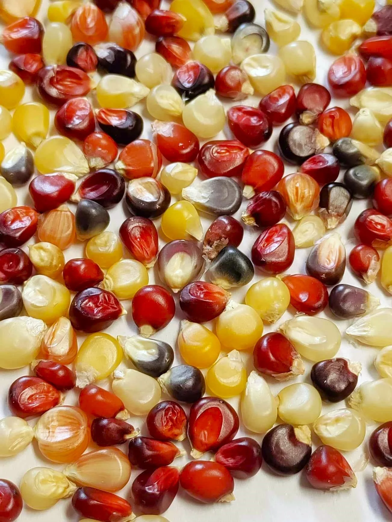 Firecracker Popcorn (Ornamental Corn) - Image 8