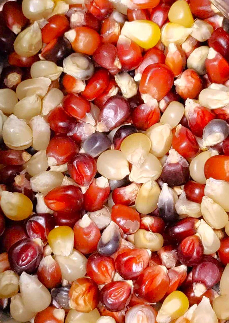 Firecracker Popcorn (Ornamental Corn) - Image 9