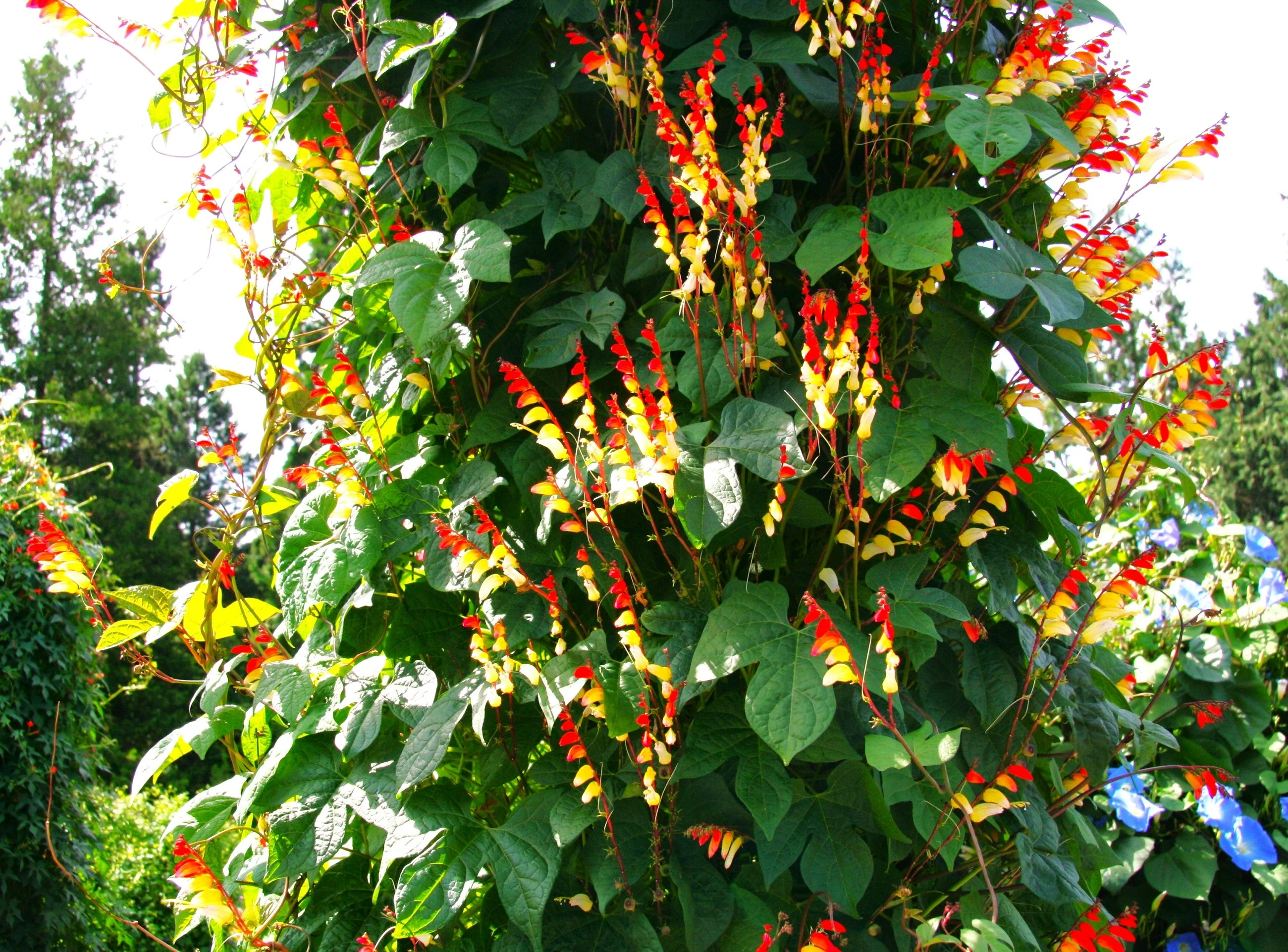 Firecracker Vine - Image 2