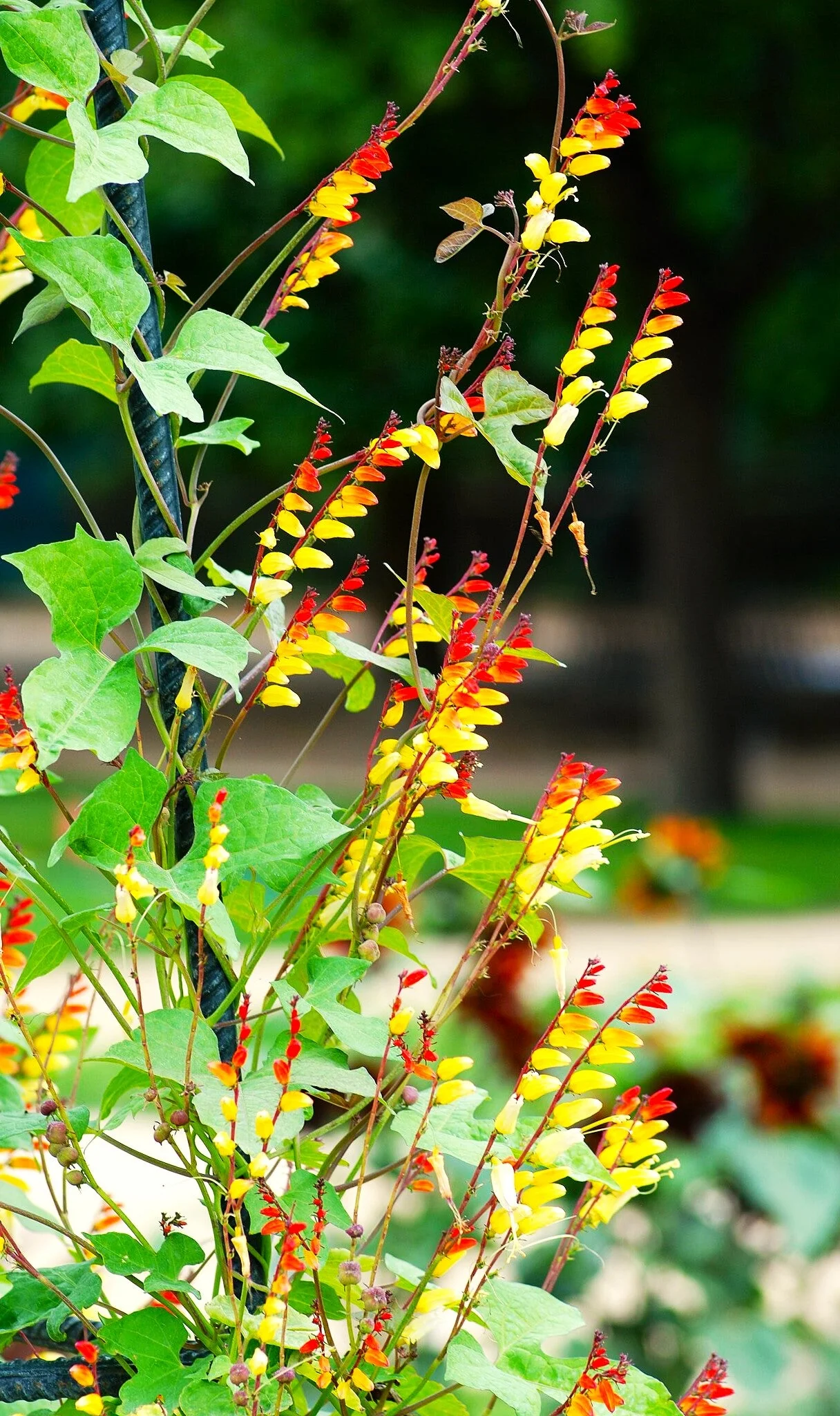 Firecracker Vine - Image 3