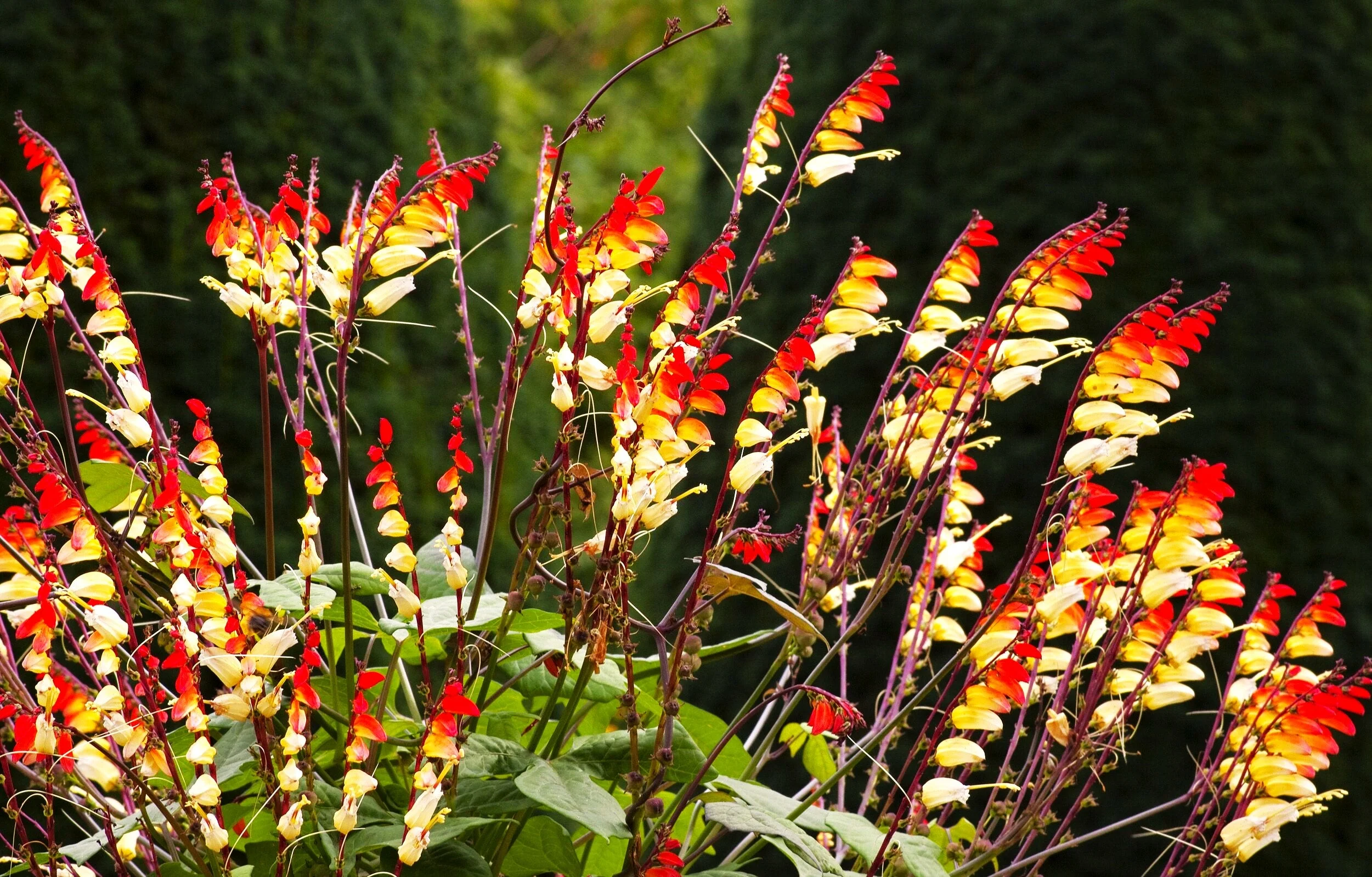 Firecracker Vine - Image 4
