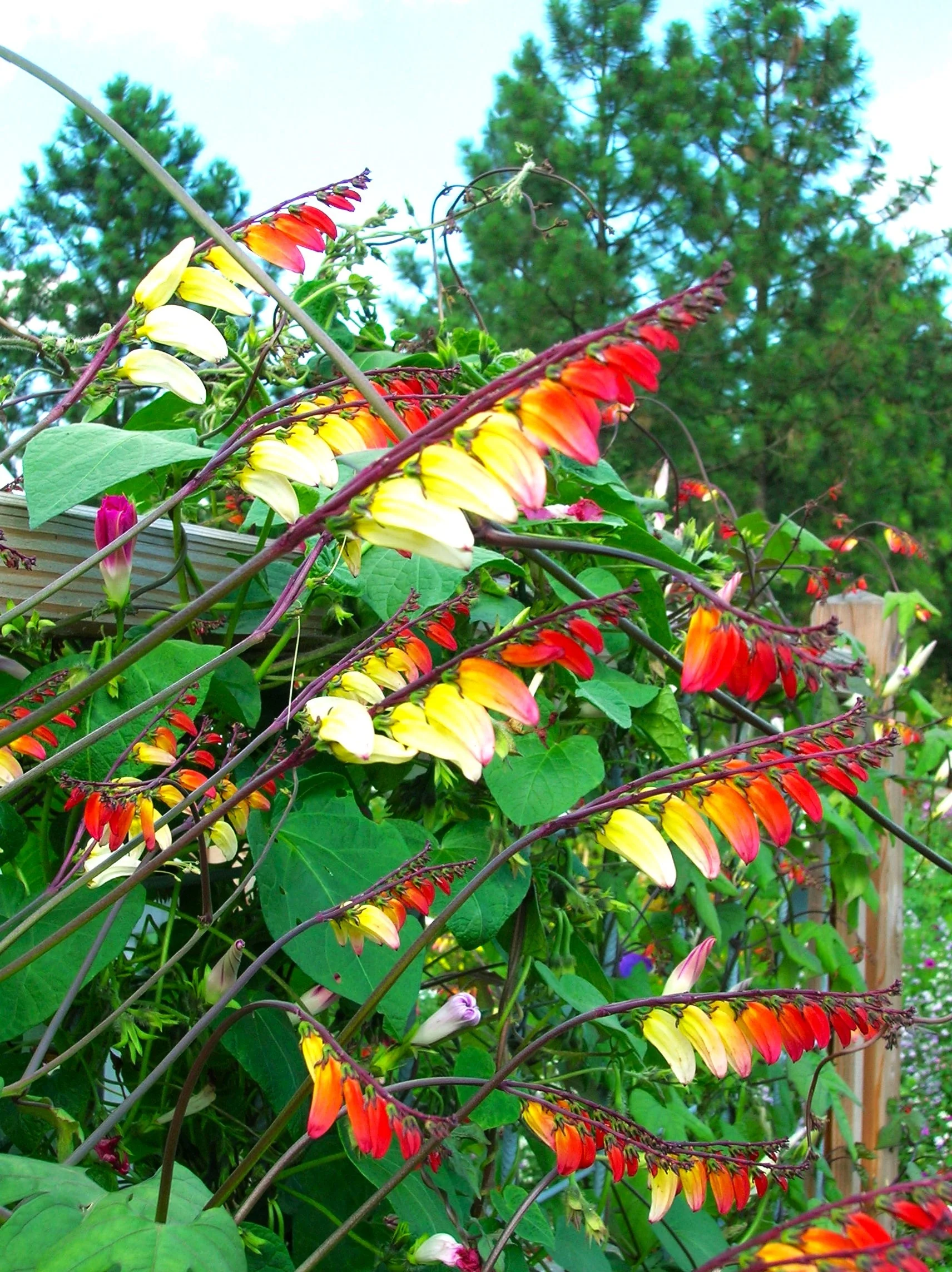 Firecracker Vine - Image 6