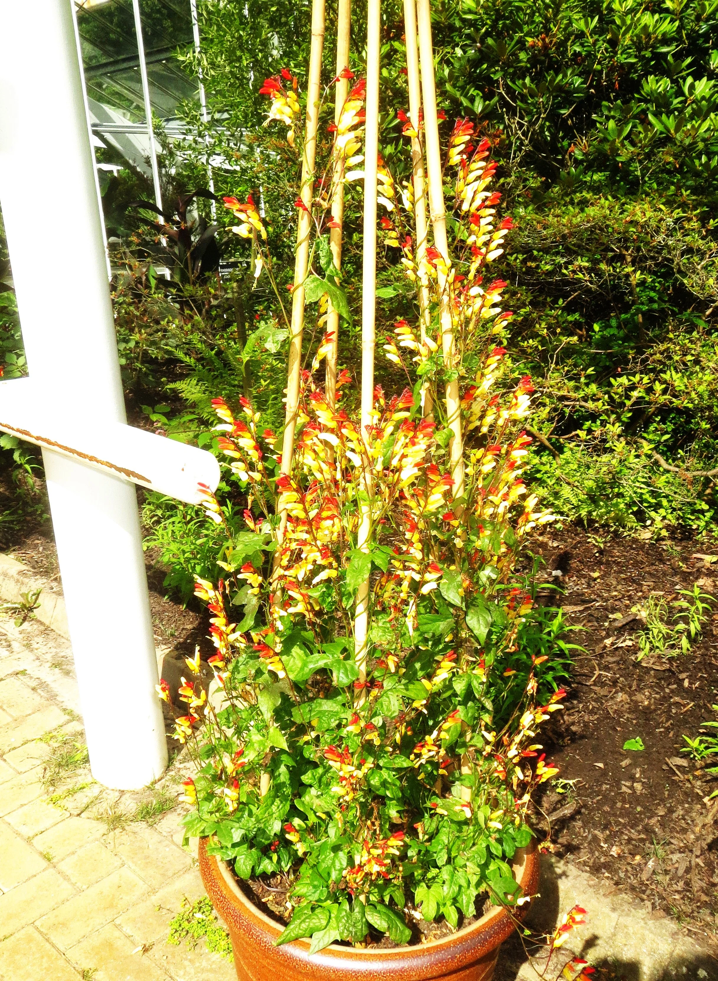 Firecracker Vine - Image 8