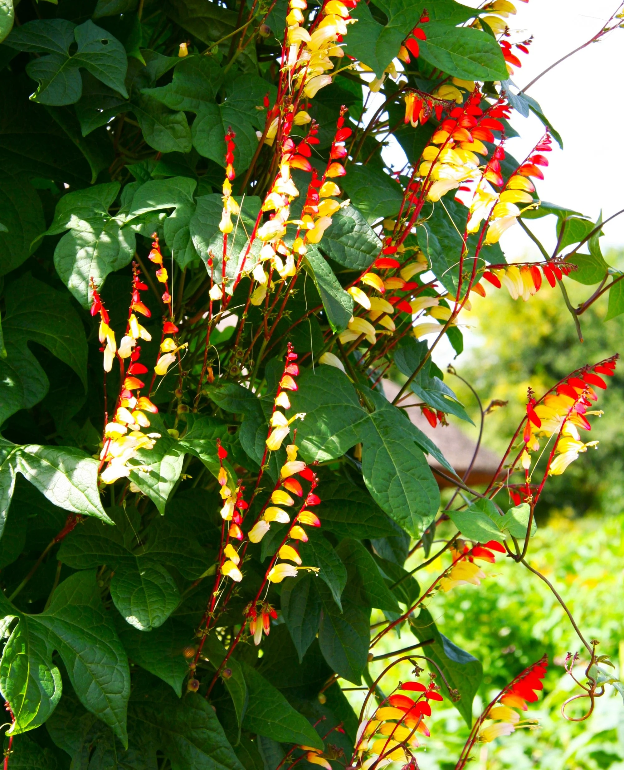 Firecracker Vine - Image 9