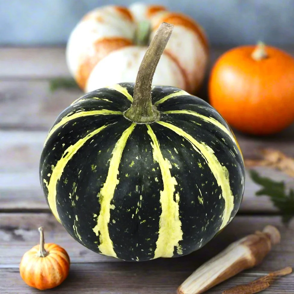 Flat Striped Ornamental Gourd