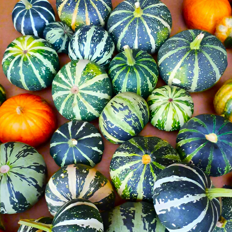 Flat Striped Ornamental Gourd - Image 2