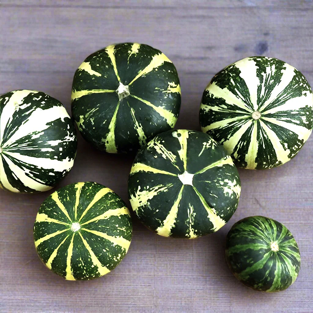 Flat Striped Ornamental Gourd - Image 5
