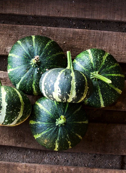 Flat Striped Ornamental Gourd - Image 8