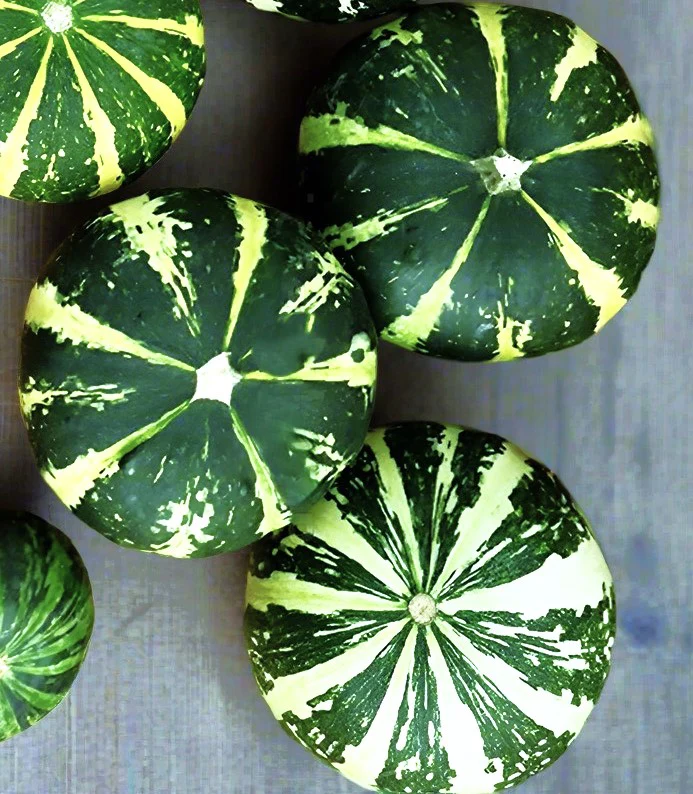 Flat Striped Ornamental Gourd - Image 9