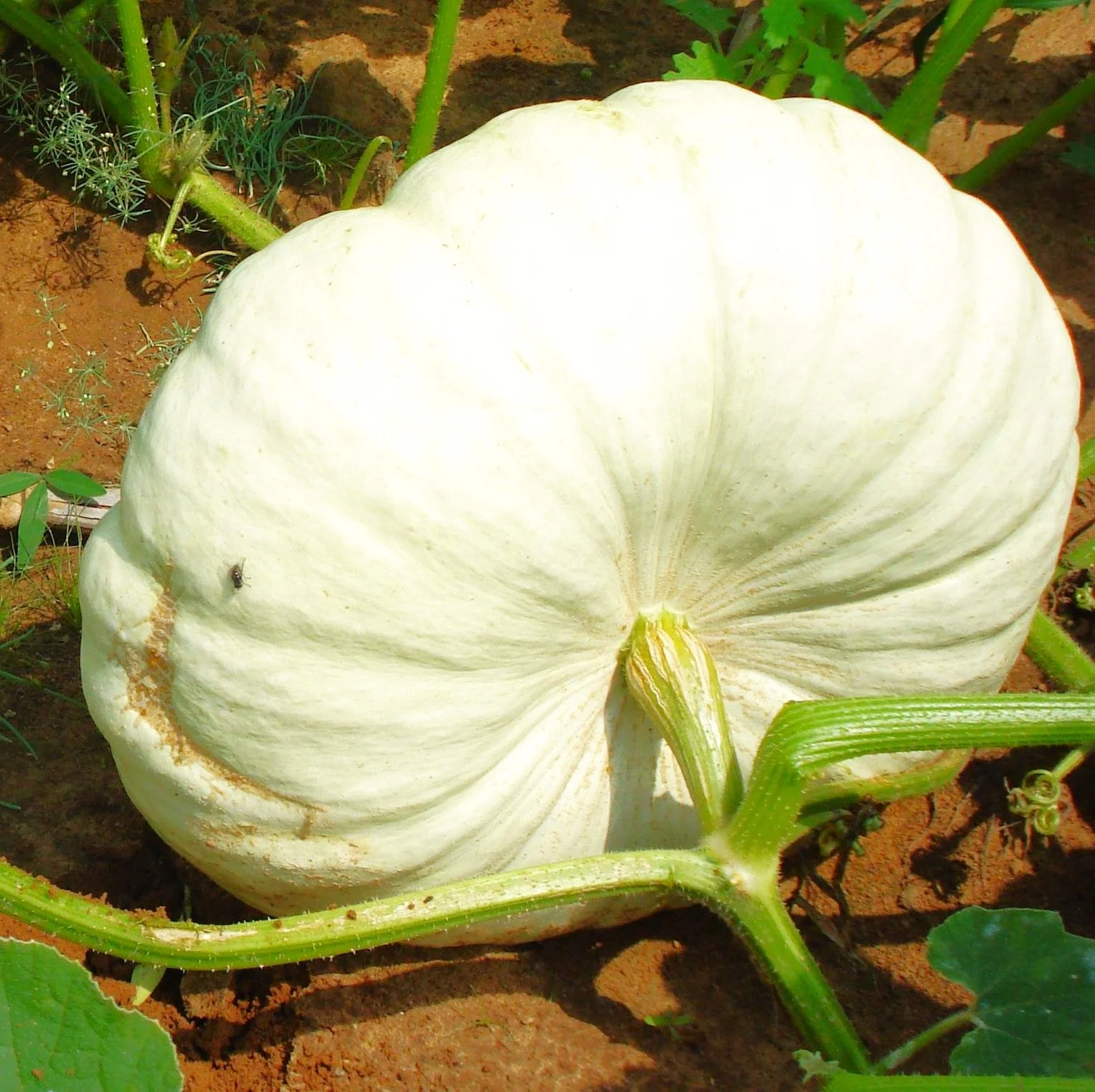 Flat White Boer Pumpkin - Image 2