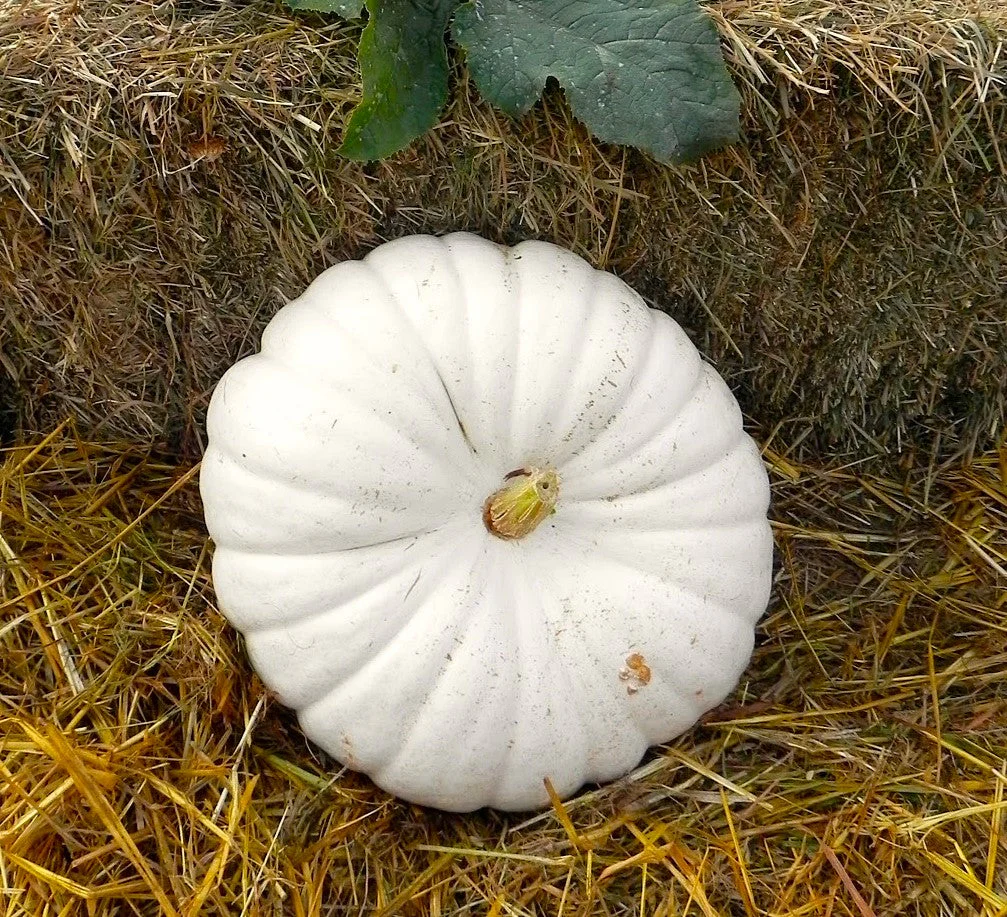 Flat White Boer Pumpkin - Image 4