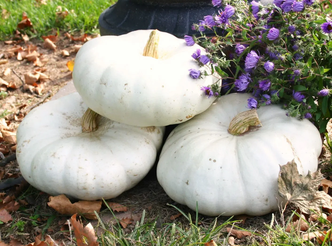 Flat White Boer Pumpkin - Image 5