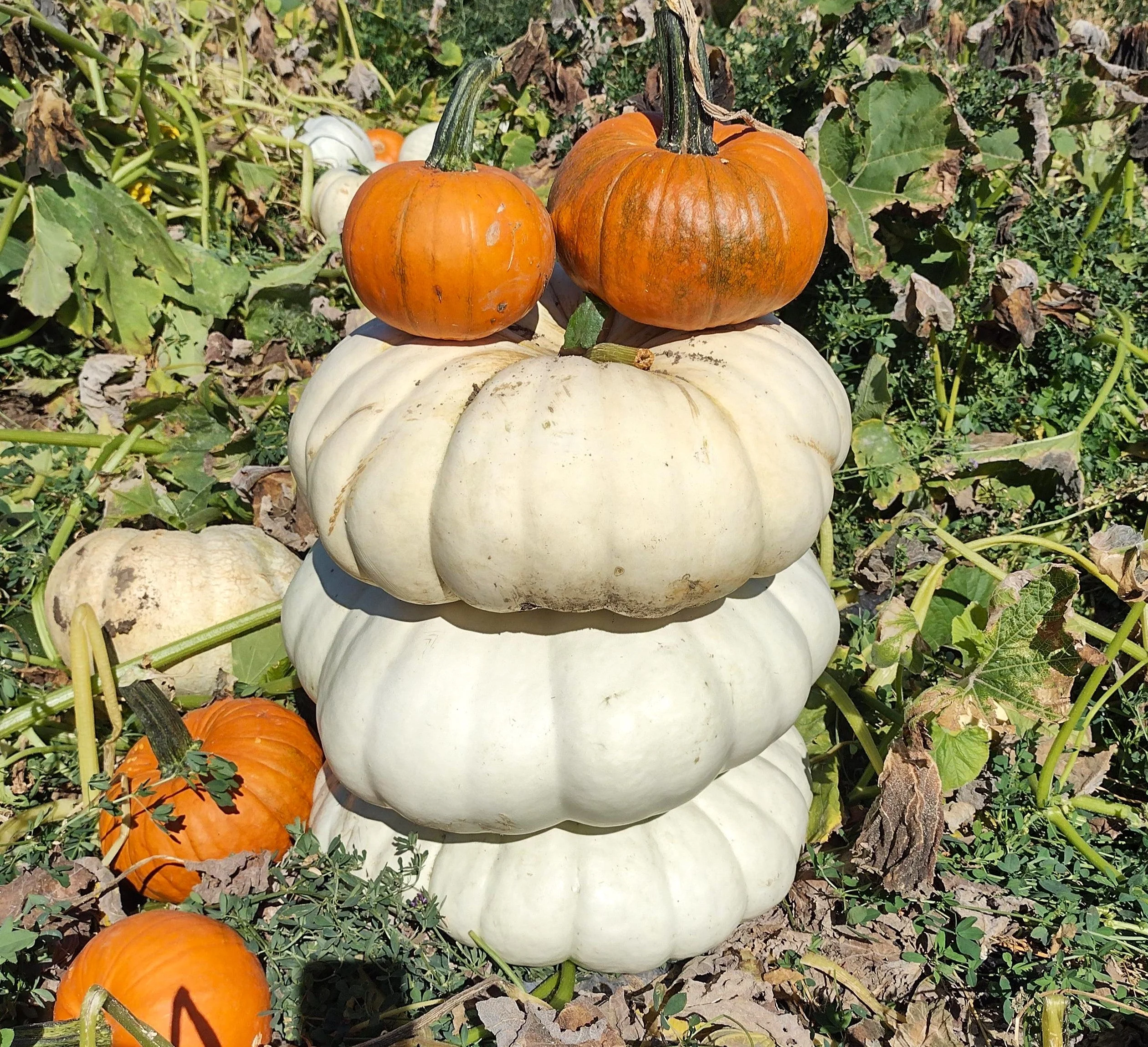 Flat White Boer Pumpkin - Image 6