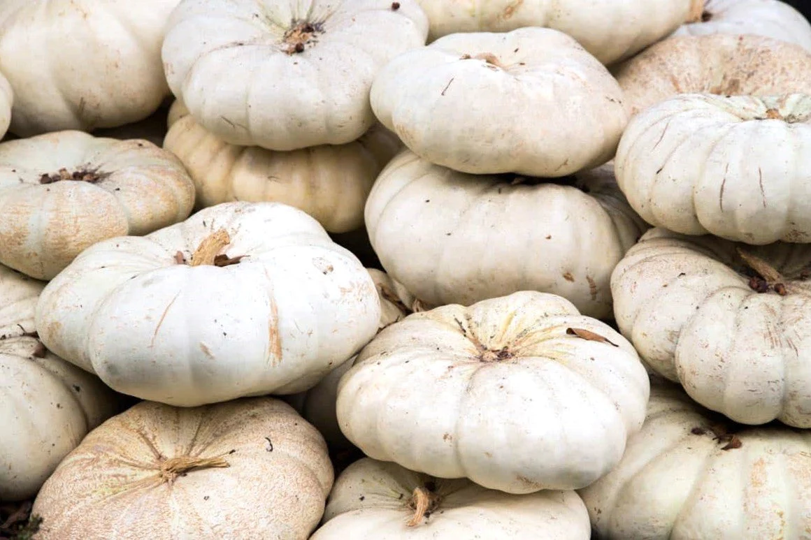 Flat White Boer Pumpkin - Image 7