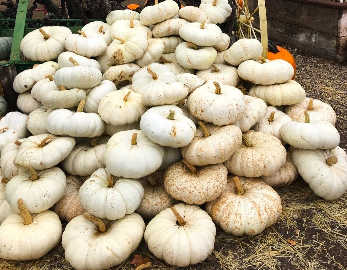 Flat White Boer Pumpkin - Image 8