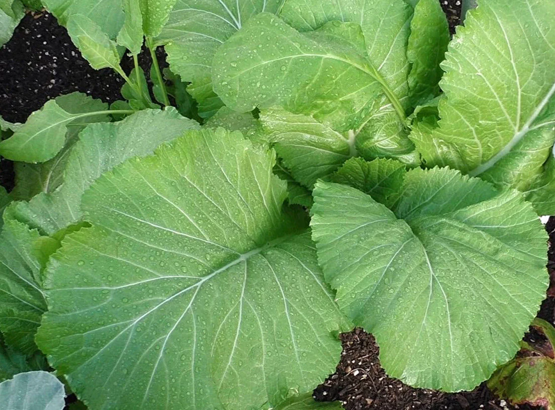 Florida Broadleaf Mustard Green - Image 3