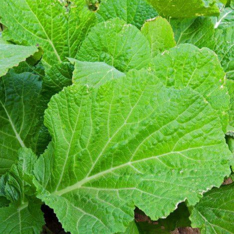 Florida Broadleaf Mustard Green - Image 4