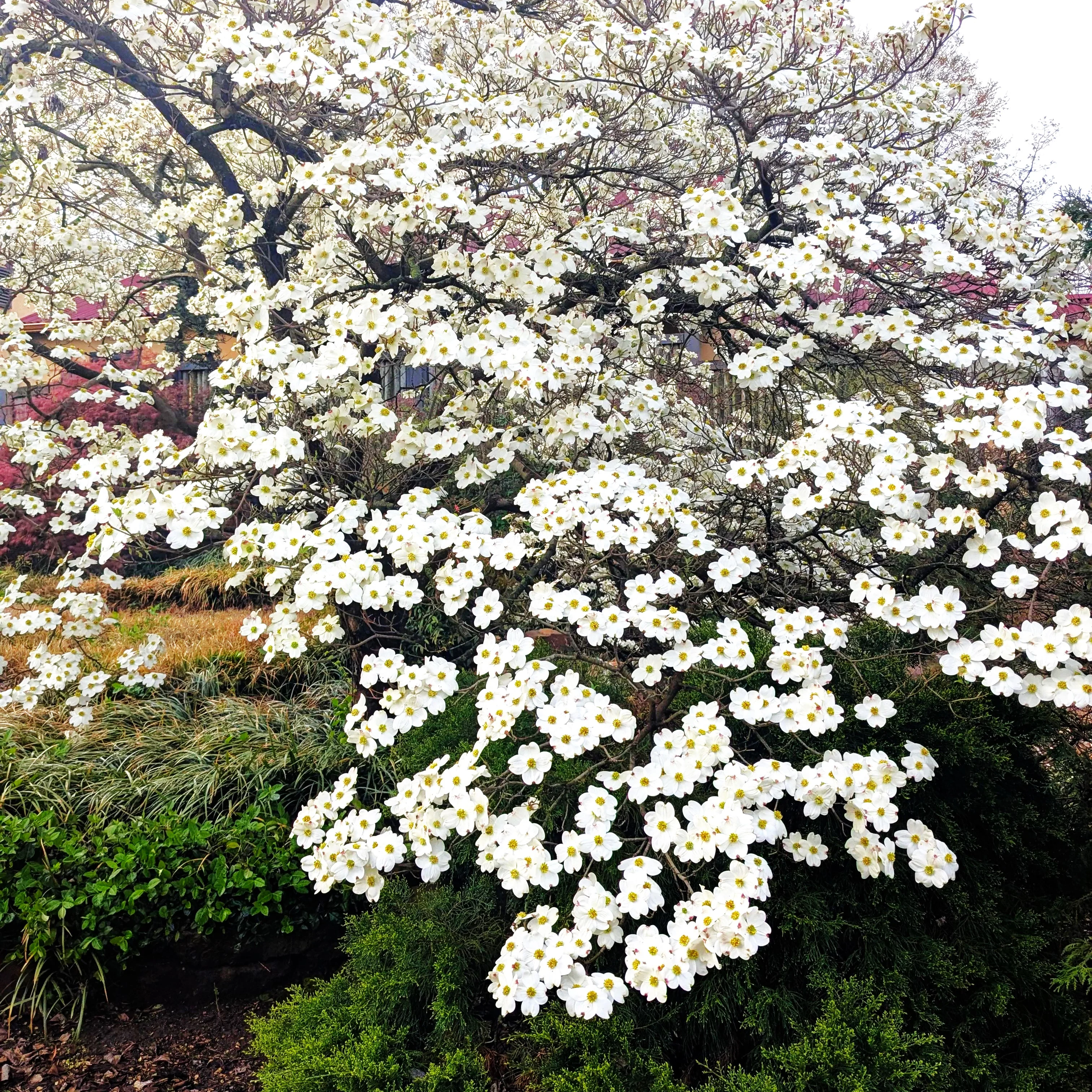 Flowering Dogwood Tree