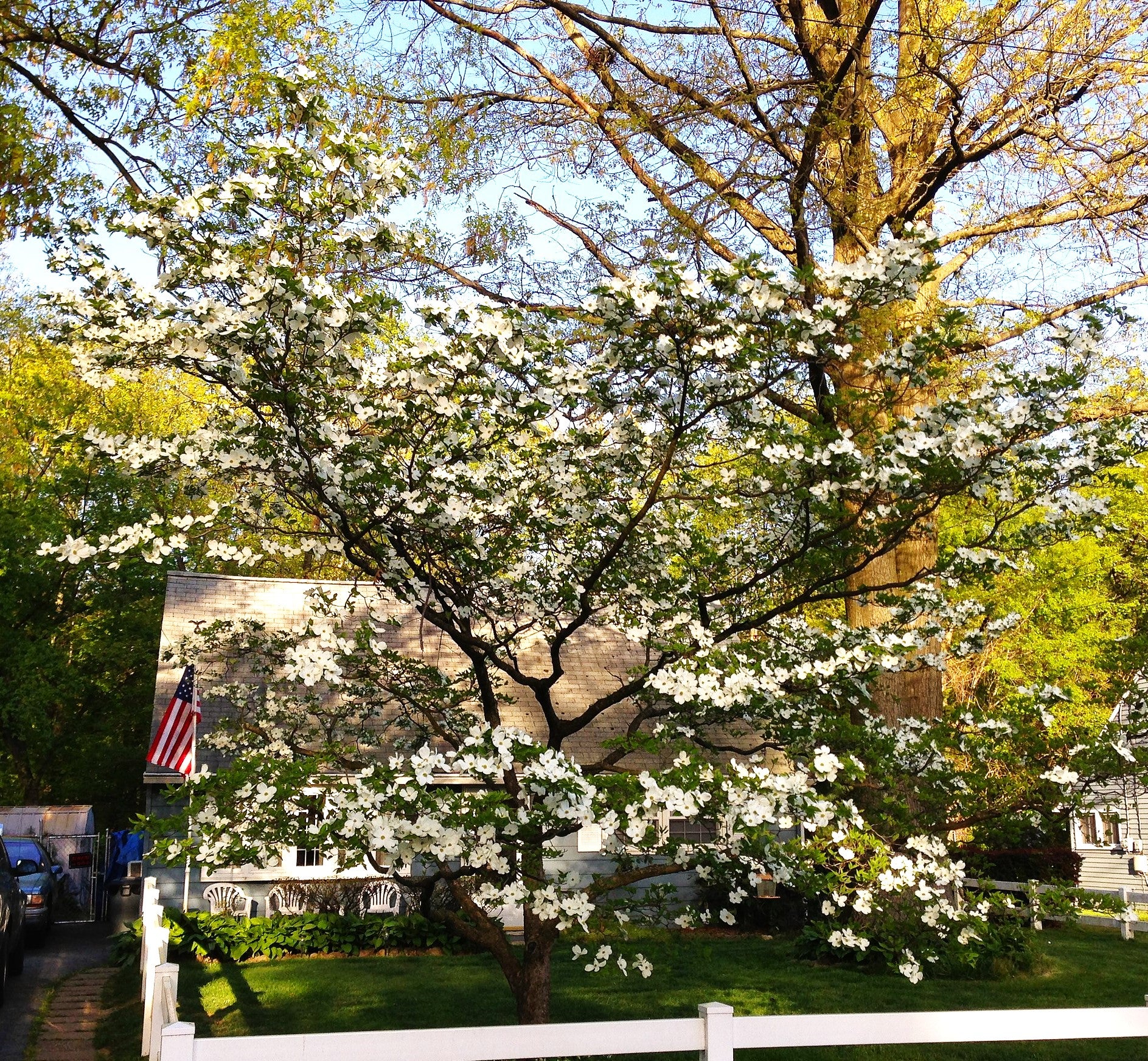 Flowering Dogwood Tree - Image 10