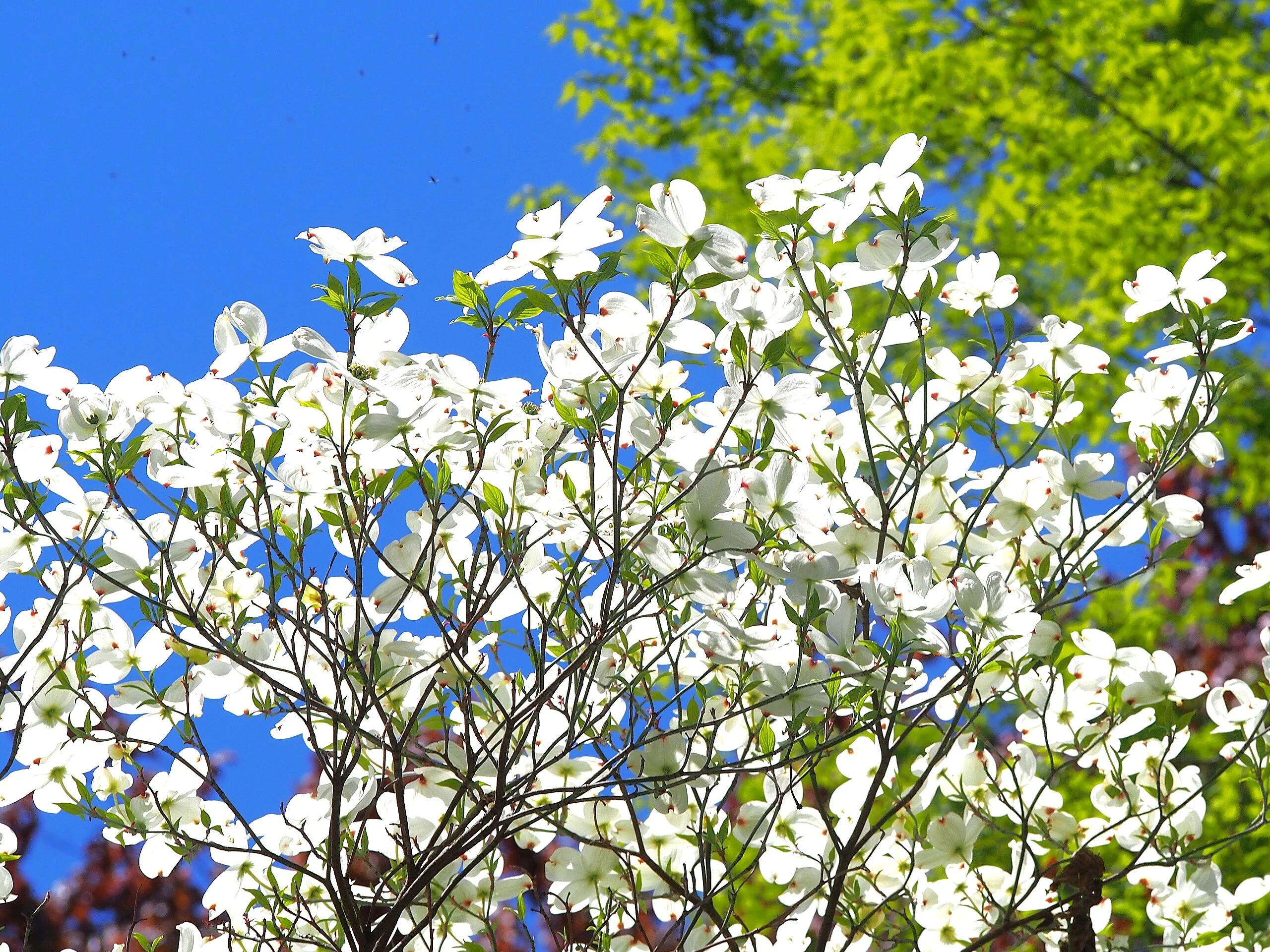 Flowering Dogwood Tree - Image 2