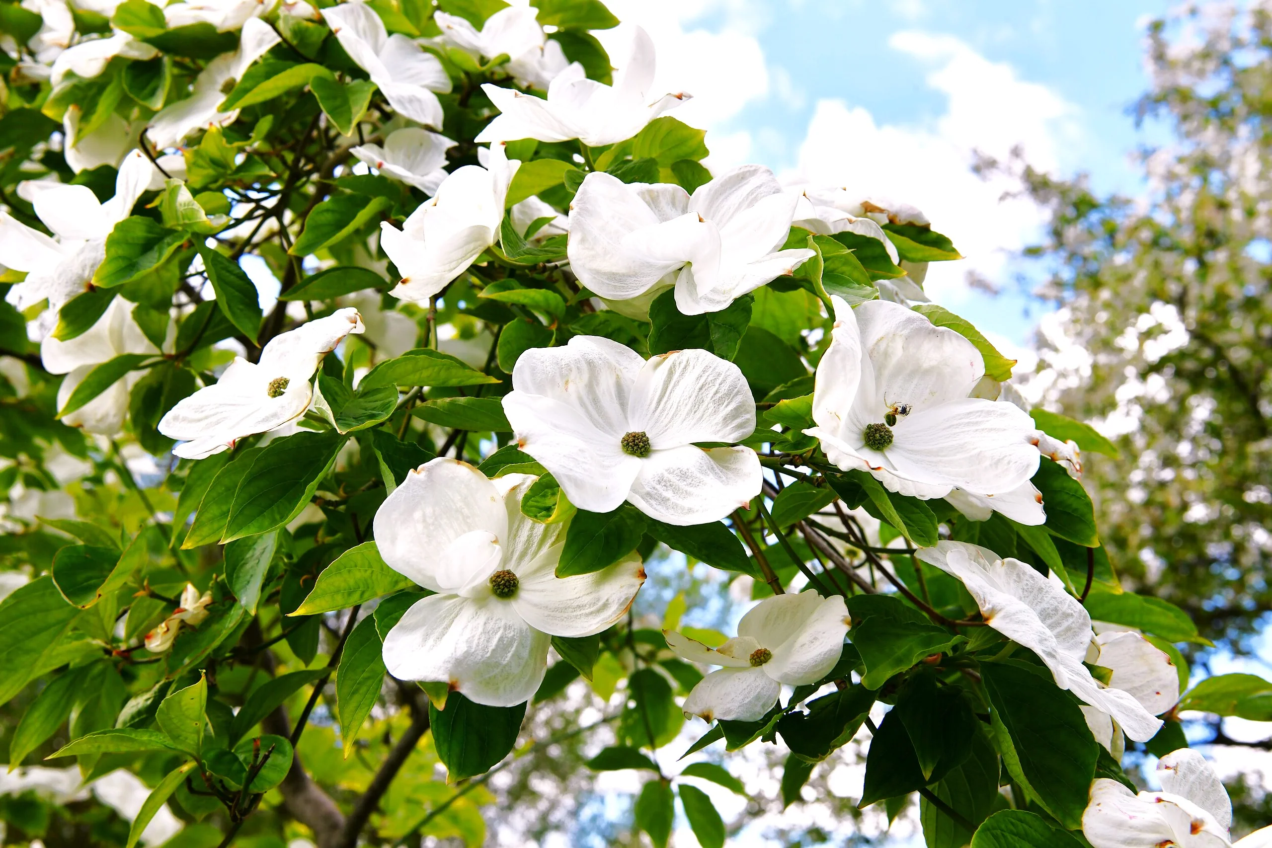 Flowering Dogwood Tree - Image 3