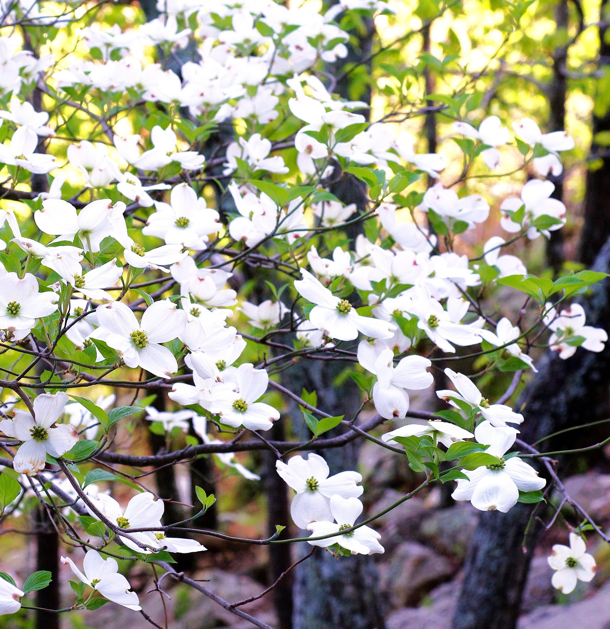 Flowering Dogwood Tree - Image 4