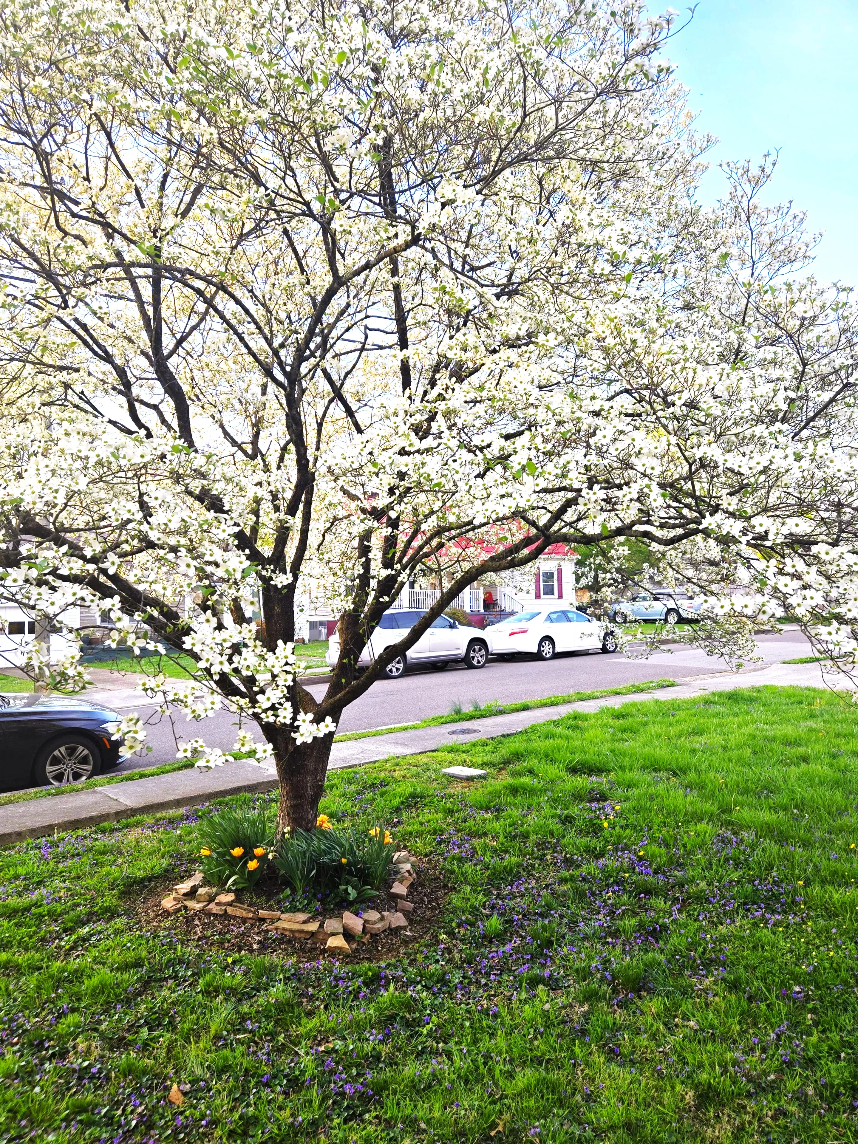Flowering Dogwood Tree - Image 5