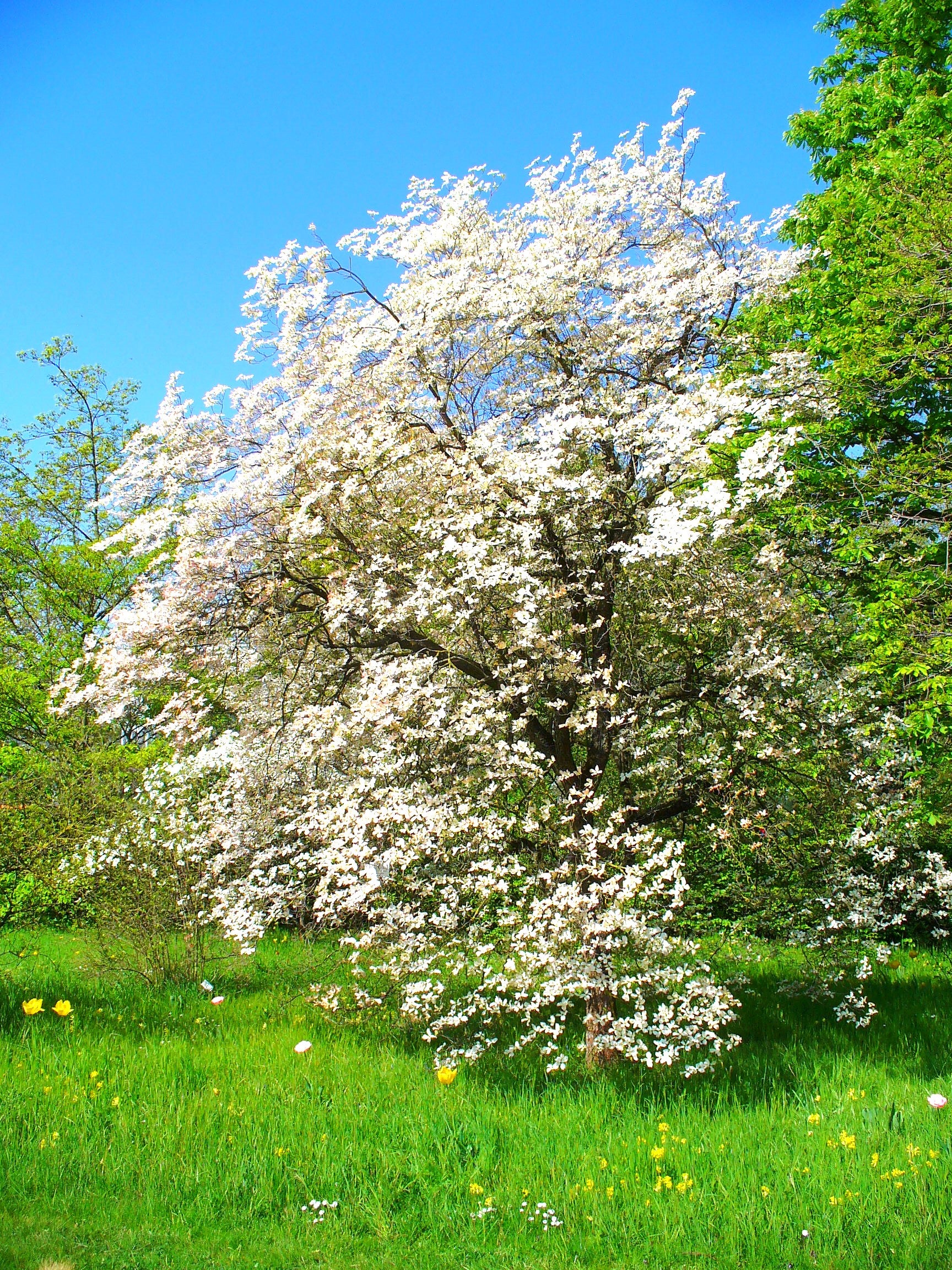 Flowering Dogwood Tree - Image 6