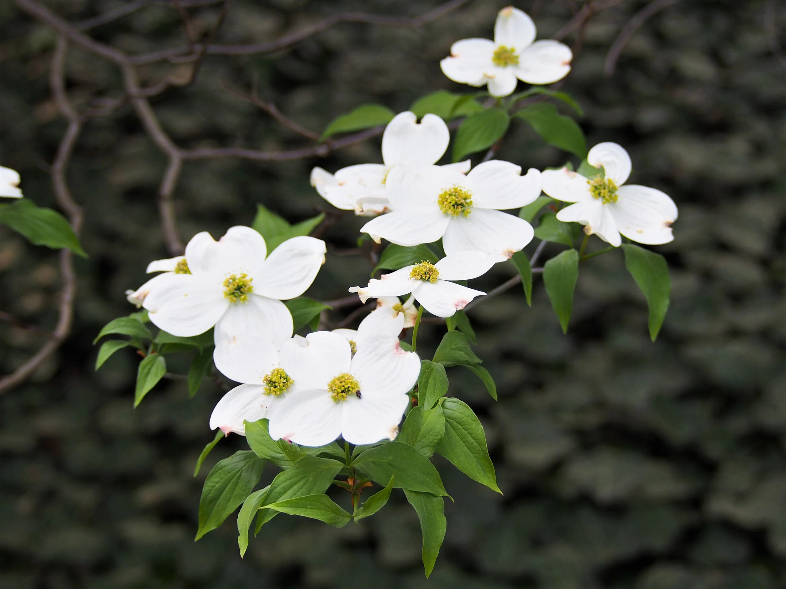 Flowering Dogwood Tree - Image 7