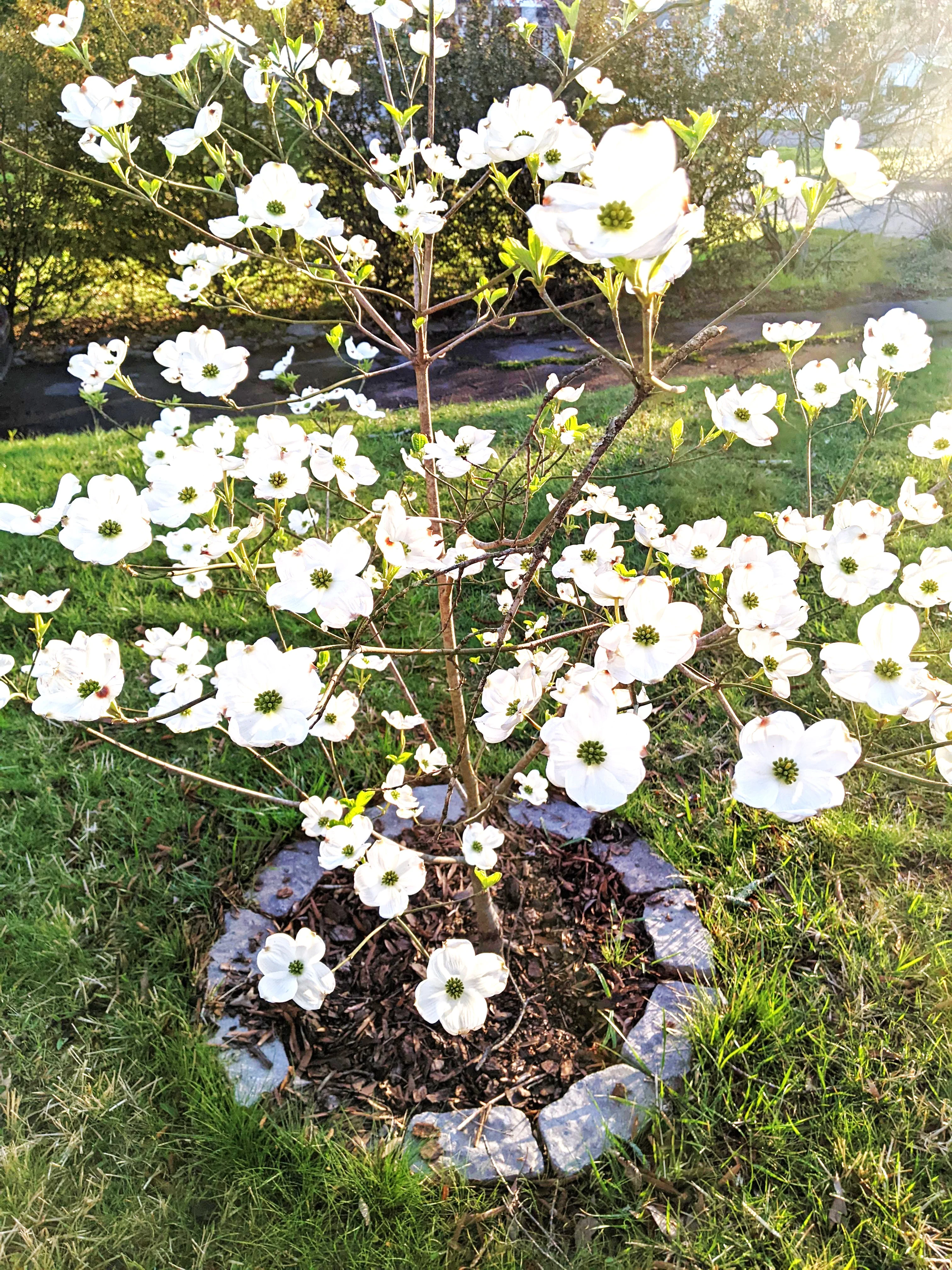 Flowering Dogwood Tree - Image 8